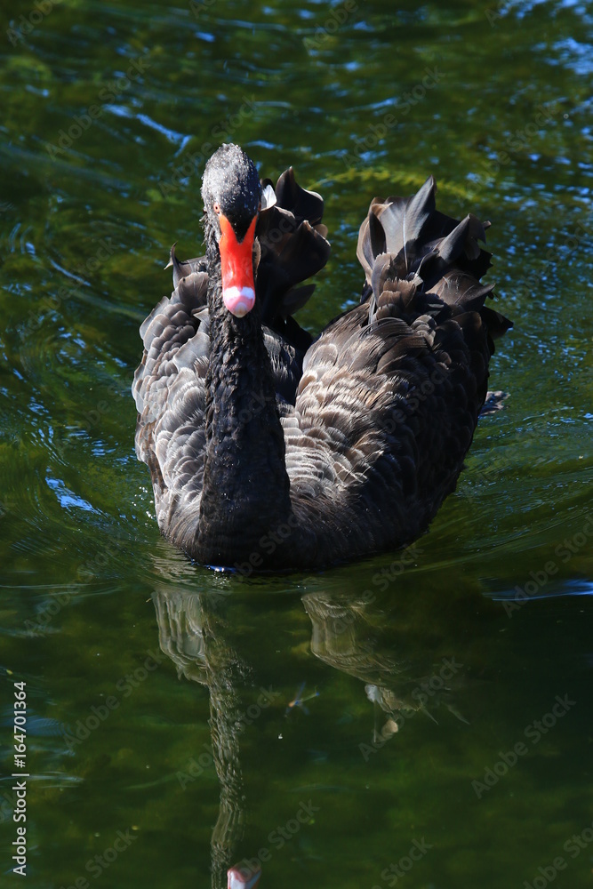 Fototapeta premium Swans birds white and black in the water swim