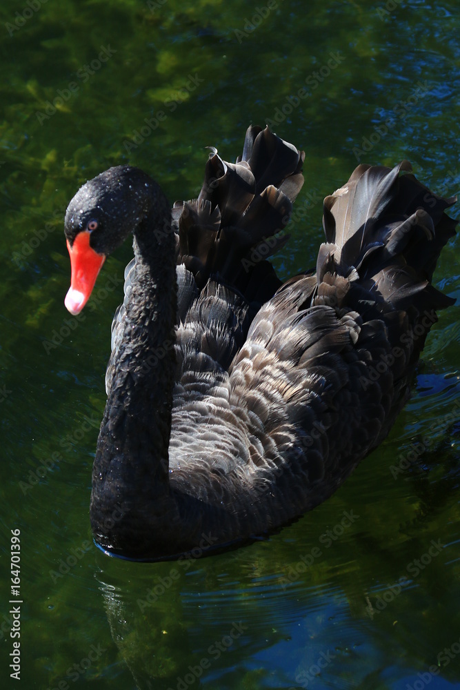 Naklejka premium Swans birds white and black in the water swim