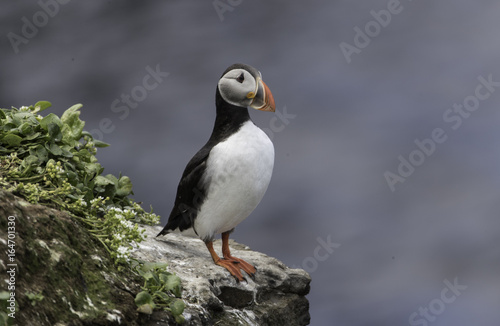 Atlantic Puffin on Grimsey Island in Iceland