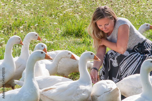 Schilderij op canvas Girl feeding geese in a field