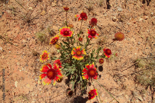 Roadside Blanket Flowers