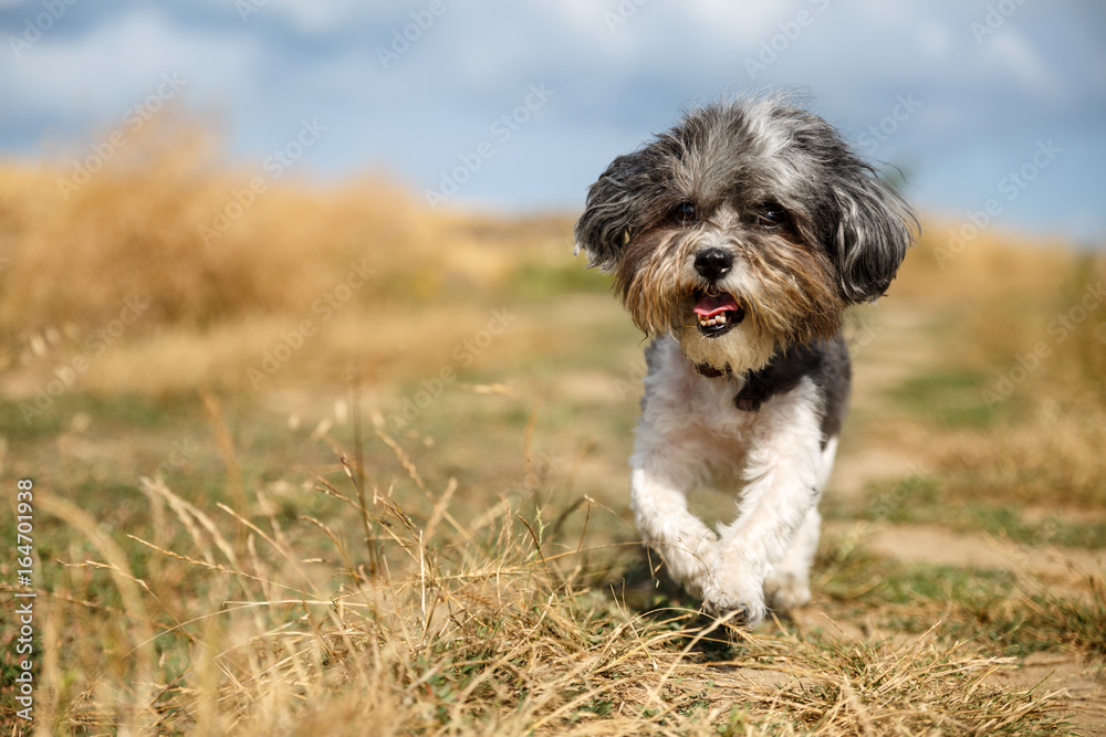 Cute Bichon Havanese dog with a summer haircut running happily against mowed wheat field. Selective focus on the eyes and shallow depth of field
