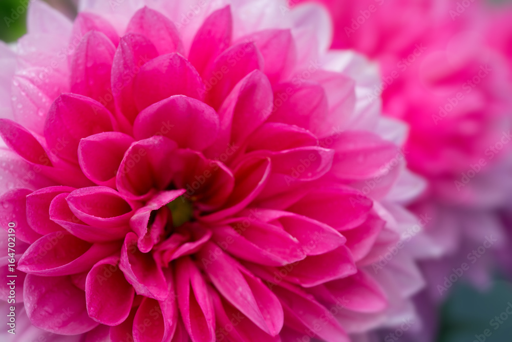 Macro image of a dahlia flower.