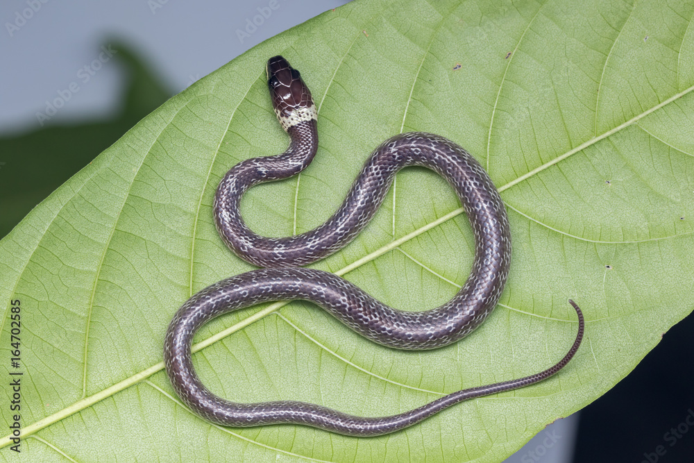 Fototapeta premium Close-up of Small snake on green leaf , Common Wolf Snake