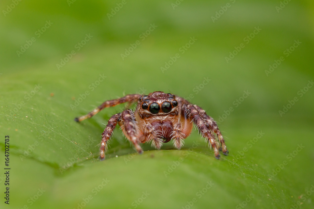 Jumping Spider of Borneo