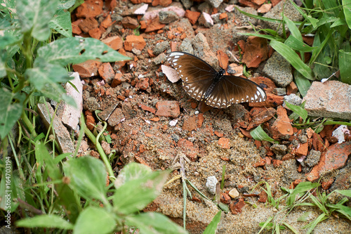 Brown butterfly sitting on red bricks in the nature. Jungle, Vietnam.