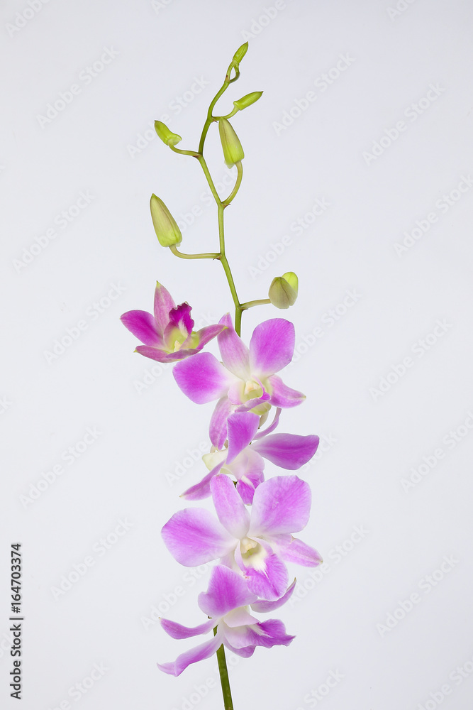 Fototapeta premium Colorful Orchid Flower