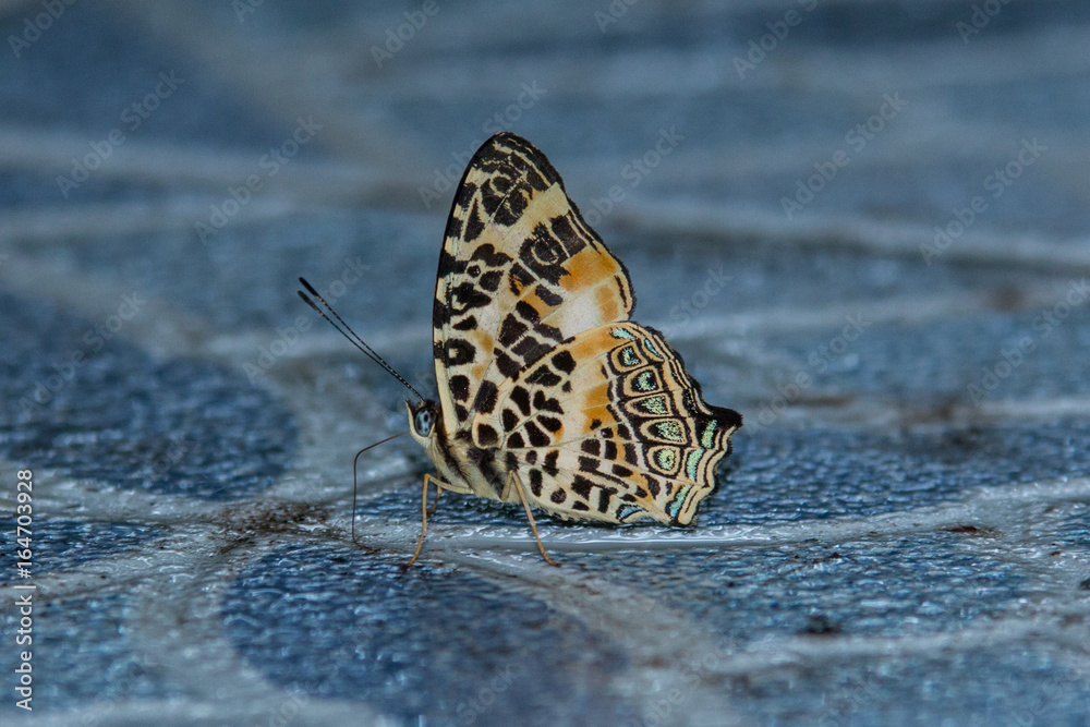 Obraz premium Beautiful Butterfly of Borneo , Closeup butterfly on flower ground , Butterfly of Borneo