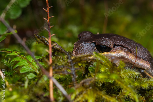 Beautiful Frog of Borneo