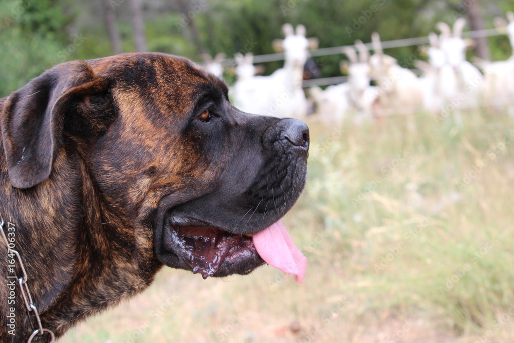 chien à la ferme avec des chèvres : cane corso chien à la ferme avec des chèvres : cane corso