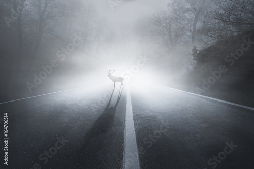 Hirsch auf einer Straße bei Nebel im Herbst photo