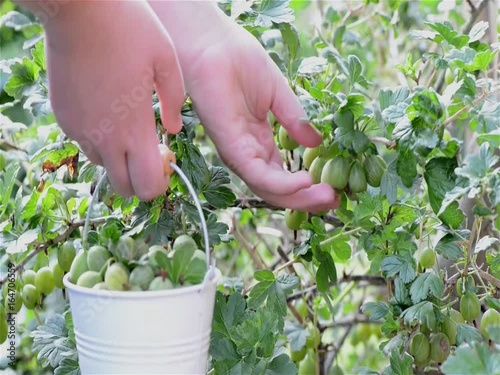 Stachelbeeren pflücken