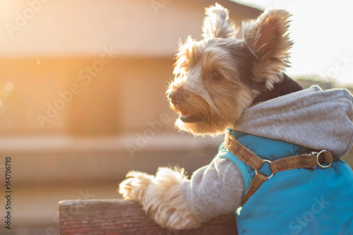 Yorkshire terrier pet portait sunset