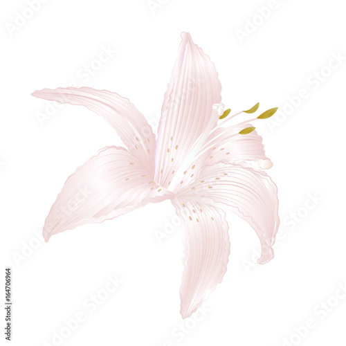 Fototapeta Naklejka Na Ścianę i Meble -  Lily white  Lilium candidum, a white flower   vector illustration editable Hand draw