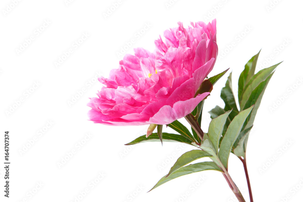 Pink peony with a stem and leaves isolated on a white background.