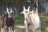 White- beige and brown goats graze on the meadow