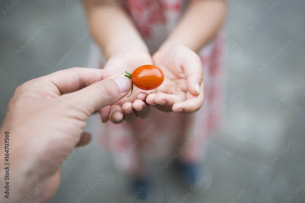 Parent and child handing small tomatoes Parent and child handing small tomatoes