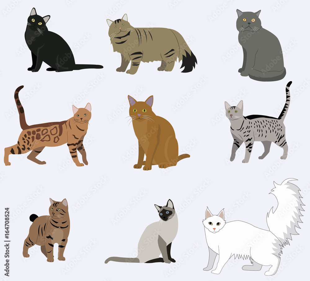 Vector breed cats icons set.