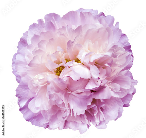 Peony flower white-pink on a white isolated background with clipping path. Nature. Closeup no shadows. Garden flower.