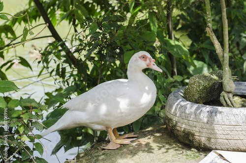 white cute duck standing the pond under bright sunlight at sunny day