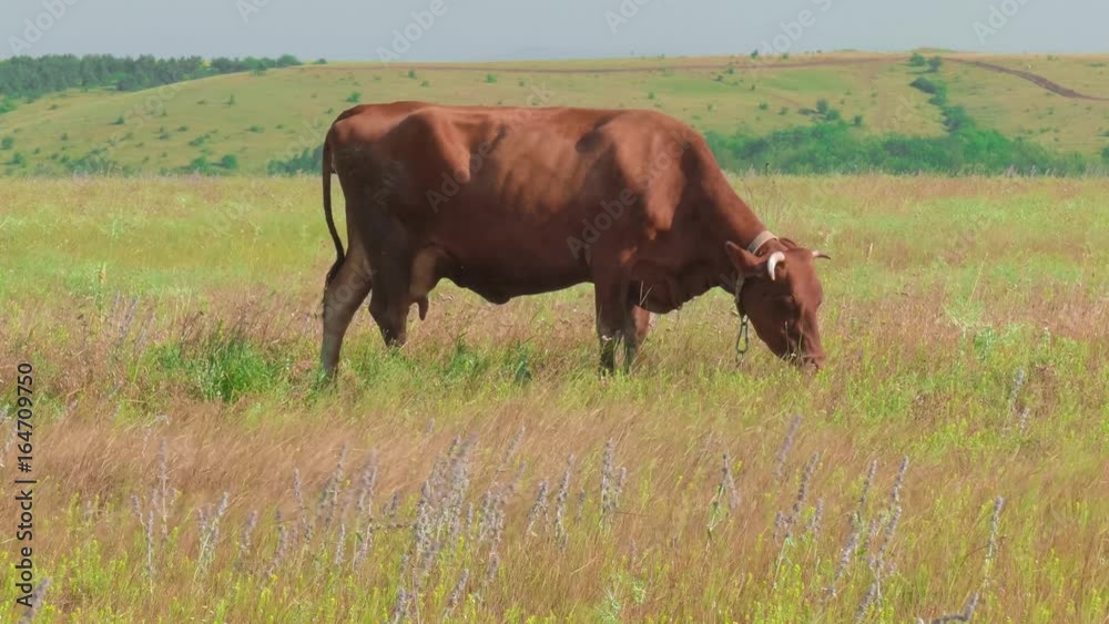 Lonely cow grazing in pastures / Сow swatting at flies and horseflies in hot summer day Lonely cow grazing in pastures / Сow swatting at flies and horseflies in hot summer day