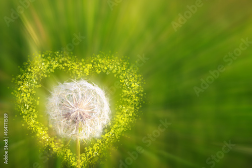 Fototapeta Naklejka Na Ścianę i Meble -  Closeup of dandelion with heart.