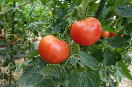 ７月中旬の菜園