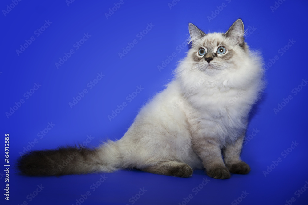 Fluffy cat ragdoll in studio blue background.