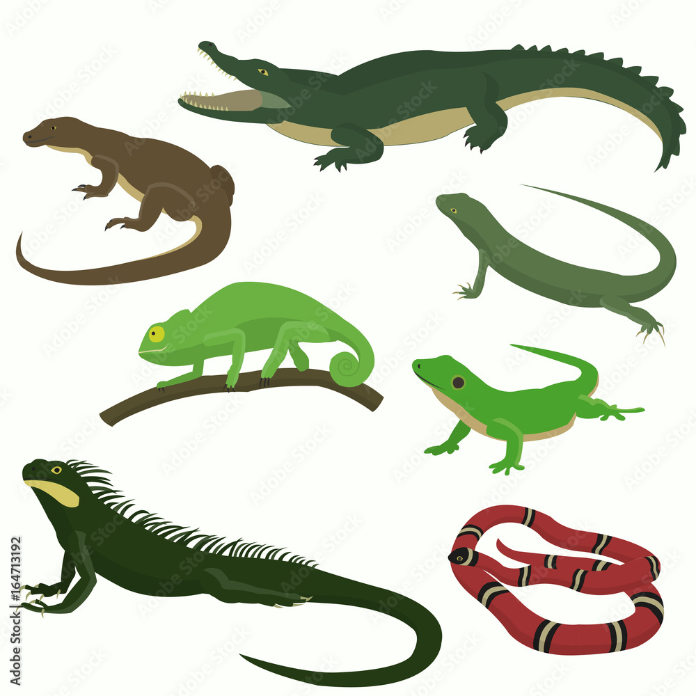 Set of reptiles and amphibians Set of reptiles and amphibians