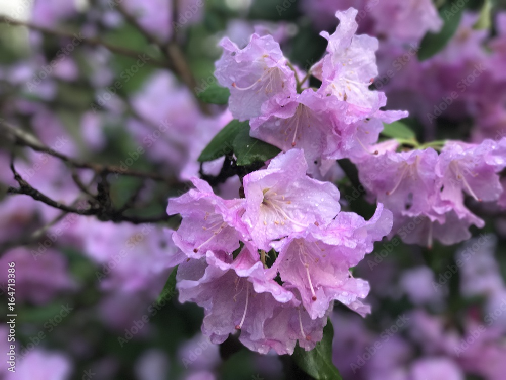 flowers flowers