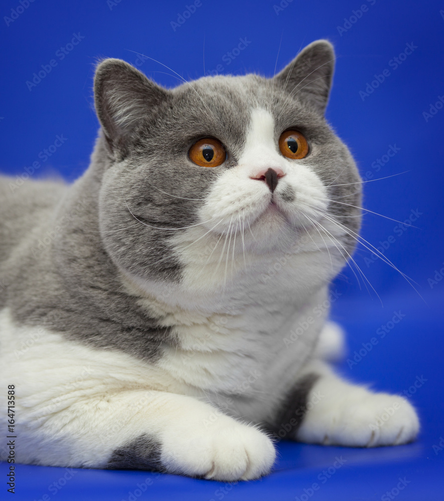 Portrait of a beautiful thick British cat with bright orange eyes. Portrait of a beautiful thick British cat with bright orange eyes.