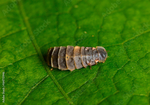 Glühwürmchen Leuchtkäfer Lampyris Noctiluca Firefly Firebug photo