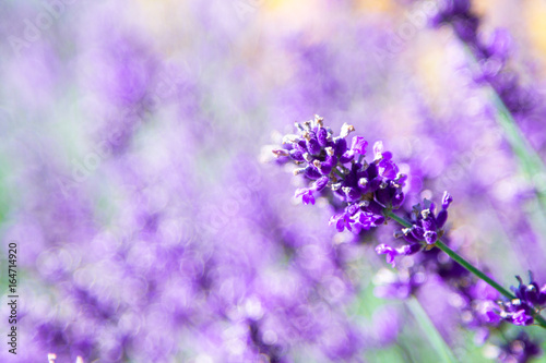 Lavender field. Lavender flowers in natural environment