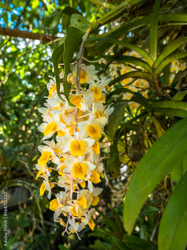 Orchids live in the tree. inside national park Orchids live in the tree. inside national park
