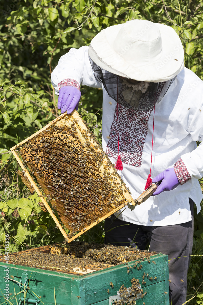A man works in an apiary collecting bee honey A man works in an apiary collecting bee honey