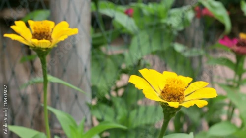 yellow narrowleaf zinnia in the garden.