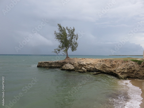 Arbre sur la côte de Gibara, Cuba photo