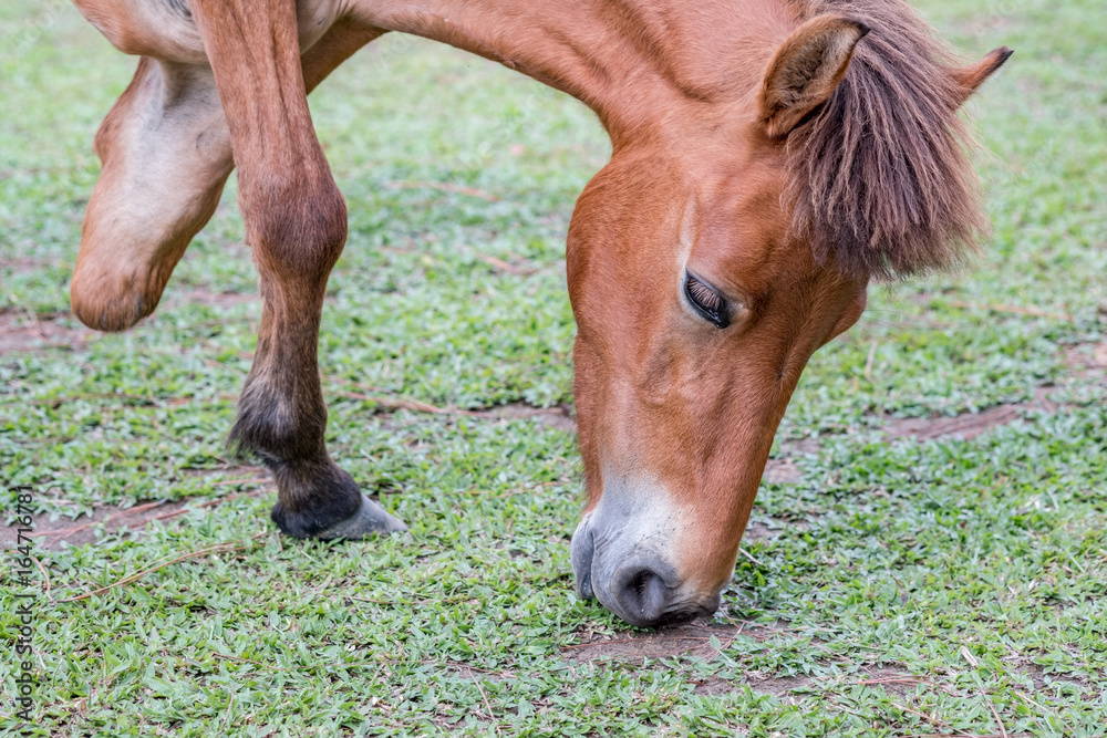 A Horse Relaxing In The Park, Thailand. A Horse Relaxing In The Park, Thailand.