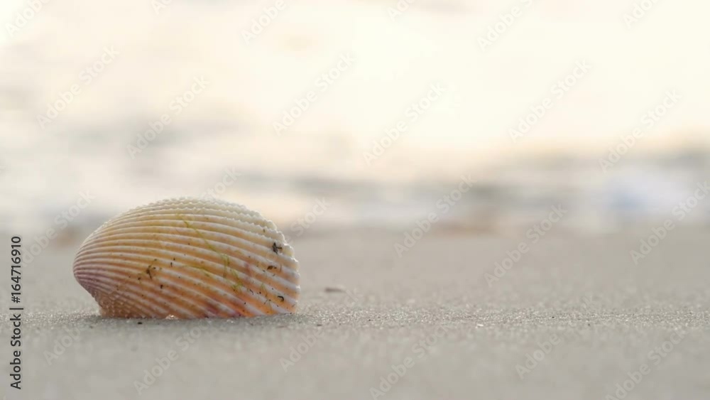Seashell sitting on a beach with ocean waves in the background.  Low angle