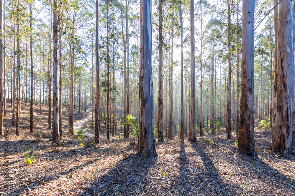 Obraz premium eucalyptus forest plantation