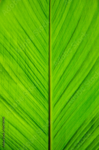 banana leaf pattern have green color,for background