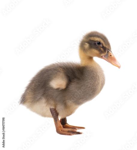 Cute little newborn duckling, isolated on a white background. Portrait of newly hatched duck on a chicken farm.