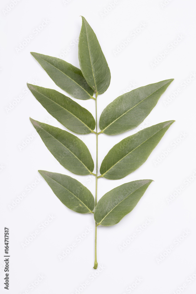 Green leaf on the white background.