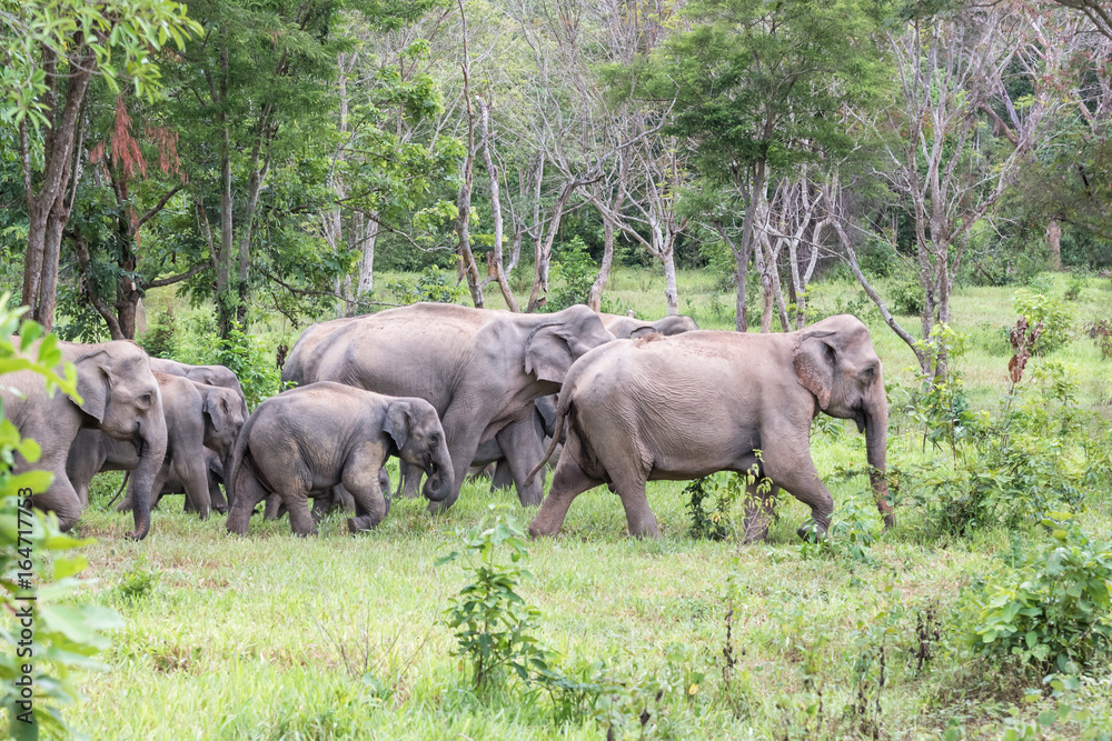 Wildlife of family Asian Elephant walking and looking grass for food in forest. Kui Buri National Park. Thailand. Wildlife of family Asian Elephant walking and looking grass for food in forest. Kui Buri National Park. Thailand.