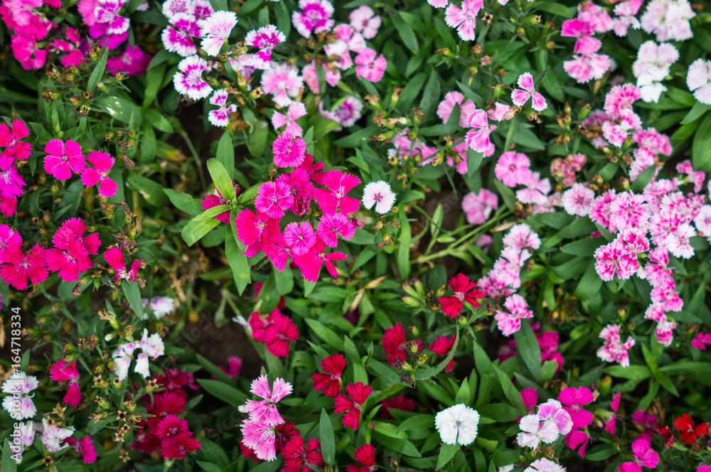 Pink Flowers Background