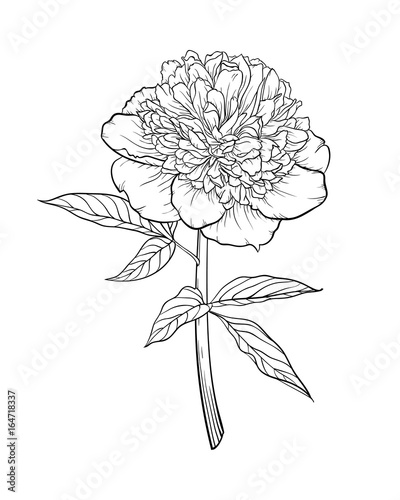 beautiful monochrome black and white peony isolated on background. Hand-drawn.