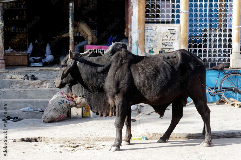 Naklejka premium Inde vache sacrée