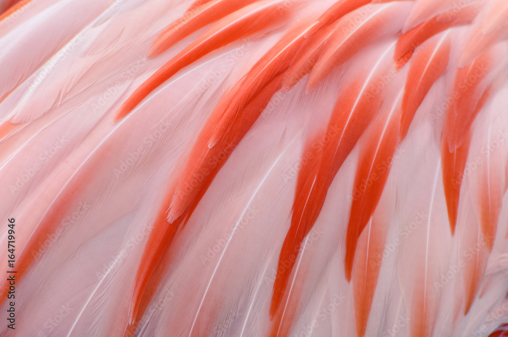 Fototapeta Naturalny i egzotyczny różowy flamingo upierza tło teksturę