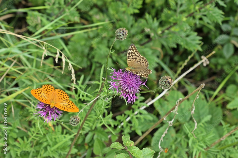 Obraz premium Männlicher Kaisermantel (Argynnis paphia) mit weiblichem Dunklen Kaisermantel (Argynnis paphia f. valesina) auf Skabiosen-Flockenblume (Centaurea scabiosa)