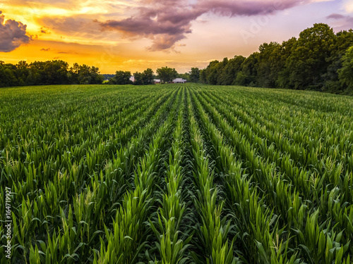 corn fields and sunset